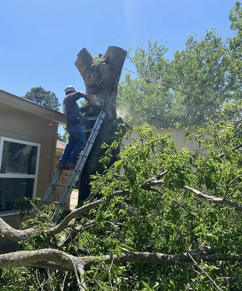 Tree Removal in Mansfield 